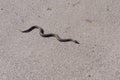 Cold-blooded viper is slithering on asphalt road