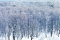 Cold blue dawn over snowy forest in winter