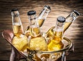 Cold bottles of beer in the brazen bucket. Royalty Free Stock Photo