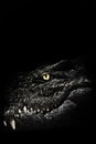 The cold calculating eye of a predatory reptile, a crocodile glows in the darkness above its toothy jaws, a symbol of deceit in