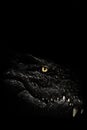 The cold calculating eye of a predatory reptile, a crocodile glows in the darkness above its toothy jaws, a symbol of deceit in