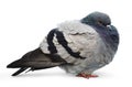 Cold common pigeon Royalty Free Stock Photo