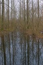 swamp in a bare winter forest in the flemish countryside Royalty Free Stock Photo