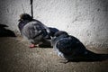 On a cold day in early spring, a couple of pigeons in love bask in the sun.