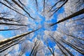 Cold day with rime. Winter landscape with rime treetop and dark blue sky. Snowy forest with ice on the tree trunk. Winter in Europ