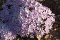 Cold desert phlox