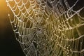 Cold dew condensing on a spider web with morning light rays in the background. Royalty Free Stock Photo