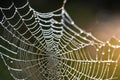 Cold dew condensing on a spider web with morning light rays in the background. Royalty Free Stock Photo
