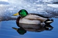 Cold Duck Royalty Free Stock Photo