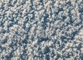 Cold fluffy snow texture or background Royalty Free Stock Photo