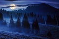 cold fog in conifer forest in mountains of Romania at night Royalty Free Stock Photo
