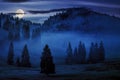 cold fog among conifer trees in mountains of Romania at night Royalty Free Stock Photo