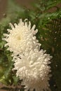 Cold foggy glass with beautiful white chrysanthemums flowers inside with dripping water drop, floral botanical wallpaper