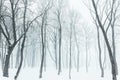 Fog in winter forest