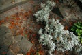 cold freeze morning dew plants in old abandoned flower bed gardening space of autumn November season time, vibrant orange falling Royalty Free Stock Photo