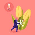Cold and Freezing Spring Time Weather Concept. Tiny Male Character Carry Huge Snowflake at Blooming Tulip Flowers