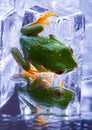 Cold frog Royalty Free Stock Photo