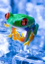 Cold frog Royalty Free Stock Photo