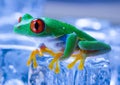 Cold frog Royalty Free Stock Photo