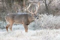 Cold frost on monster whitetail buck