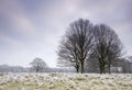 Cold frosty day landscape