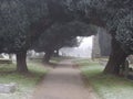 Cold and frosty pathway in a cemetary