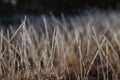 Cold frosty winter morning.Dry frozen grass on meadow natural outdoors bokeh.Blurry nature background.Bright bokeh pattern. Royalty Free Stock Photo