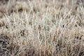 Cold frosty winter morning.Dry frozen grass on meadow natural outdoors bokeh.Blurry nature background.Bright bokeh pattern. Royalty Free Stock Photo