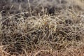 Cold frosty winter morning.Dry frozen grass on meadow natural outdoors bokeh.Blurry nature background.Bright bokeh pattern. Royalty Free Stock Photo