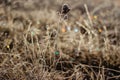 Cold frosty winter morning.Dry frozen grass on meadow natural outdoors bokeh.Blurry nature background.Bright bokeh pattern. Royalty Free Stock Photo