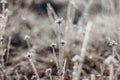 Cold frosty winter morning.Dry frozen plants on meadow natural outdoors bokeh.Blurry nature background.Bright bokeh pattern. Royalty Free Stock Photo
