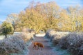 Cold frosty winter morning. A rural countryside location with frosty ground and white tipped trees. Royalty Free Stock Photo