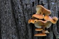 In the cold, frozen brown mushrooms with lamellae hang on the bark of an old tree in winter Royalty Free Stock Photo