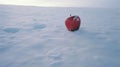 Lonely Red Apple In Snow: Minimalist Color Field Exploration