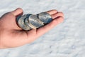 Cold hard cash - silver coins in a young man's hand Royalty Free Stock Photo