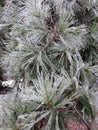 Cold Icy Evergreen Needles in Winter in February Royalty Free Stock Photo