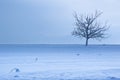 Cold Lone Tree Royalty Free Stock Photo