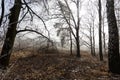 Cold morning in the forest Royalty Free Stock Photo