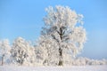 Cold morning near city in Europe.Beautiful landscape with frozen trees on a winter field. Royalty Free Stock Photo