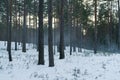 Cold mysterious pine forest landscape with smoke