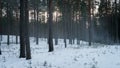 Cold mysterious pine forest landscape with smoke