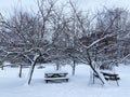 Cold Park Tables and Apple Trees After the Snow Storm