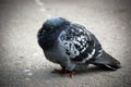 Cold pigeon Royalty Free Stock Photo