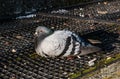 A cold pigeon Royalty Free Stock Photo