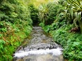 Cold river ribeira amarela in furnas town on the island of Sao Miguel in the Azores