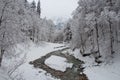 Cold river between trees near Partnach Gorge in winter time. Garmisch-Partenkirchen. Germany. Royalty Free Stock Photo