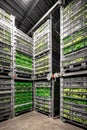 Cold room palletizing area featuring stacked lined crates filled with fresh produce, showcasing organized storage and efficient Royalty Free Stock Photo
