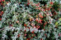 Cold season leaves covered in early morning frost