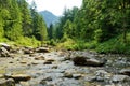 Cold shallow stream winding through majestic pine trees of Tatra mountain range near Zakopane, Poland Royalty Free Stock Photo