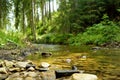 Cold shallow stream winding through majestic pine trees of Tatra mountain range near Zakopane, Poland Royalty Free Stock Photo